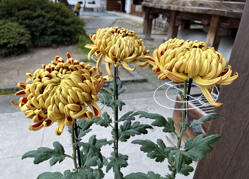 大勧進　長野県　長野市　菊　花