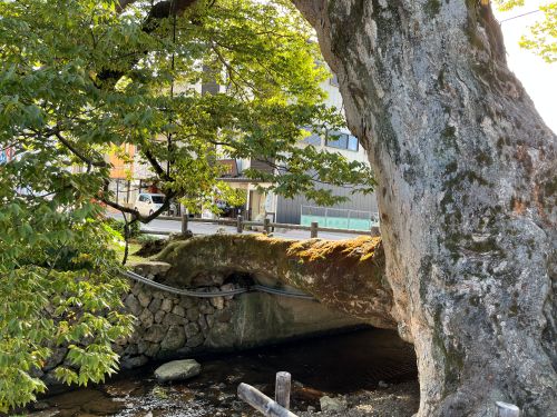 兵庫県丹波市柏原町　木の根橋
